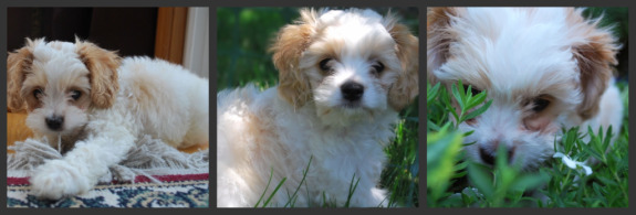 Levi Jackson Jones aka Lil J.J.